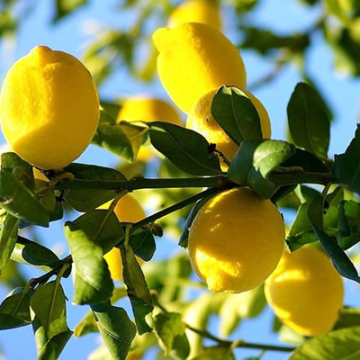 limon-fidanlari.jpg Kategori Resmi