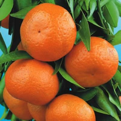 mandarin-fidanlari.jpg Kategori Resmi
