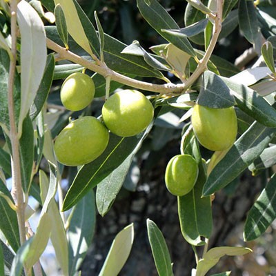 zeytin-fidanlari.jpg Kategori Resmi