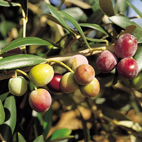 Arbequina Zeytin Fidanı görseli