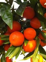 DOBASHI BENI Mandarin Fidanı resmi