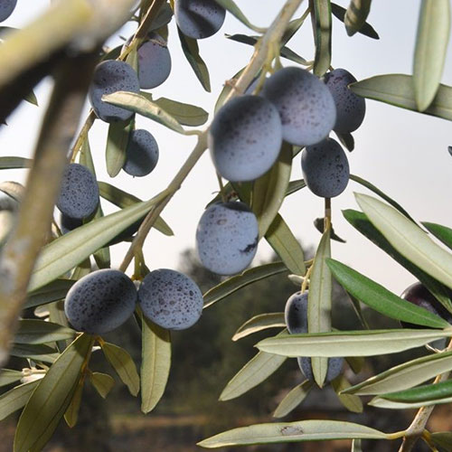 Gemlik Trilye Zeytin Fidanı görseli