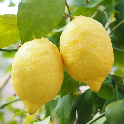 Interdonato (Enterdonat) Limon Fidanı resmi