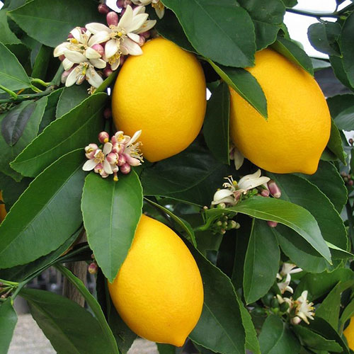 Mayer Memeli Limon Fidanı resmi