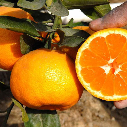 MIHO WASE Mandarin Fidanı resmi