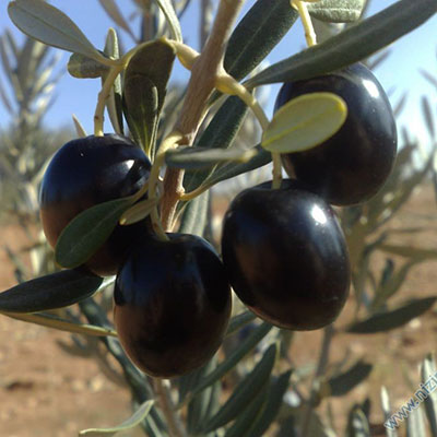Nizip Zeytin Fidanı görseli