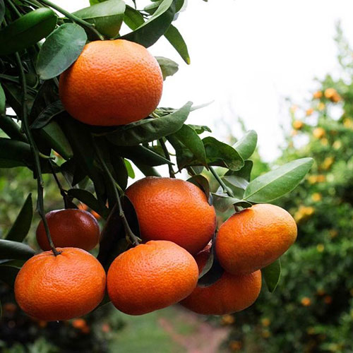 NOVA Mandarin Fidanı resmi