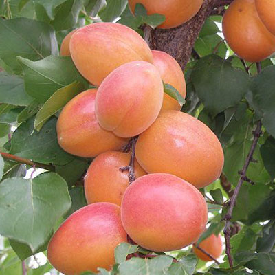 Orange Ruby Kayısı Fidanı resmi