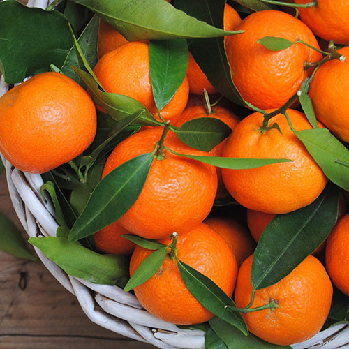 ROBİNSON Mandarin Fidanı resmi