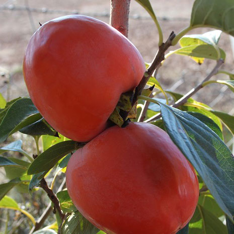 Rojo Brillante Hurma Fidanı görseli