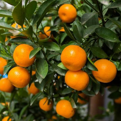 SATSUMA Mandarin Fidanı resmi