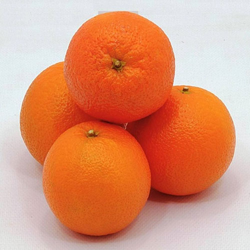 Spring Navel Portakal Fidanı resmi