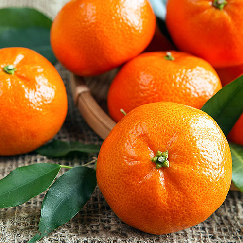 W.Murcott Mandarin Fidanı resmi