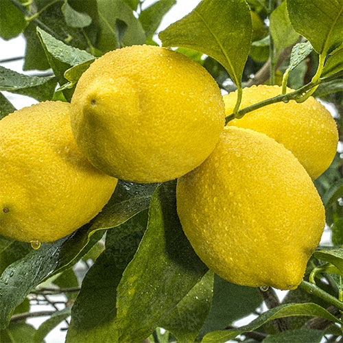 Zagara Bianca Limon Fidanı resmi